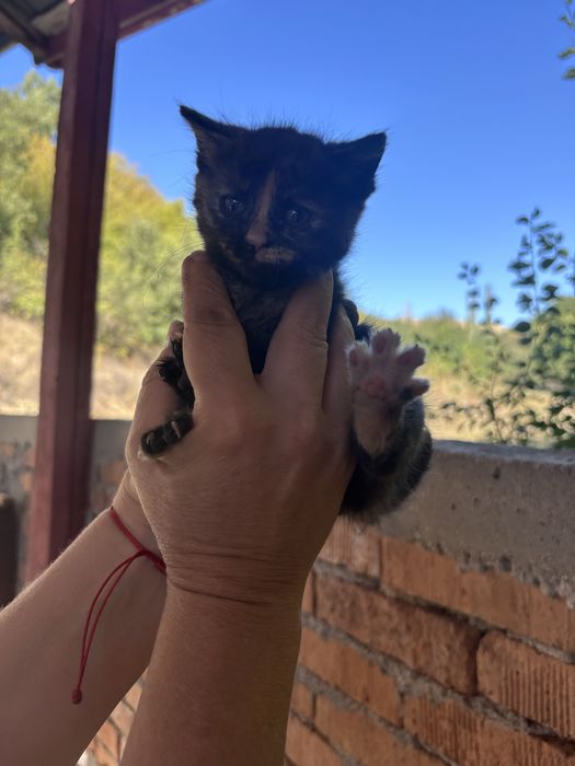 котета на един месец