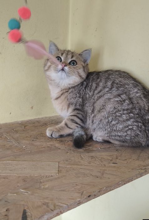 British golden taby ochii verzi 4,5 luni  de la crescător -felisa