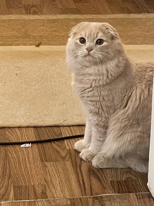 Шотландский вислоухий кот для вязки