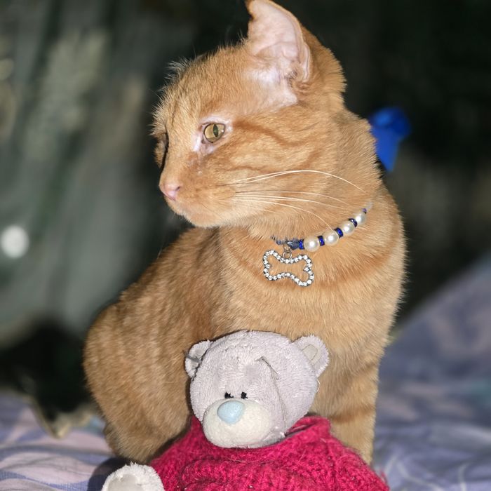 Шикарный кот Санни