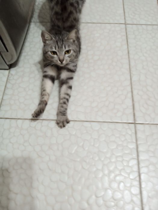 Кошка в добрые руки,бесплатно.