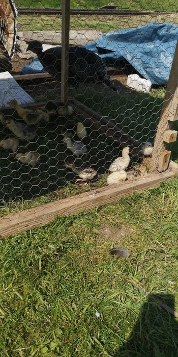 Boboci de gașca și pui de curca