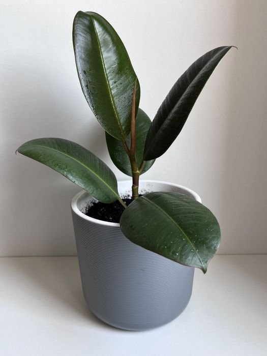 Комнатные и садовые растения