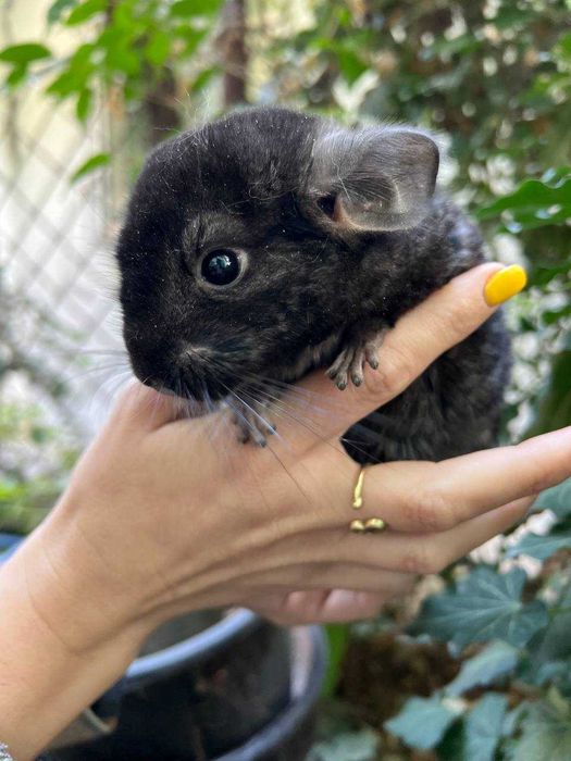 Шиншилла из питомника