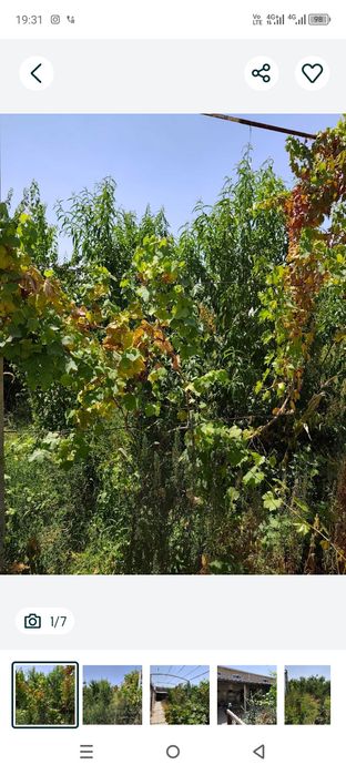 Туйтепа Акмал Икромов дачада 8 сотих ховли сотилади  боги бор 4 хона