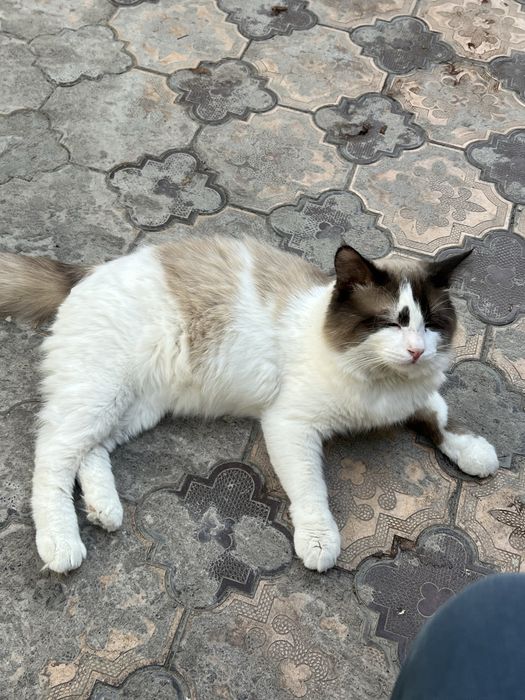 Regdol 11 oyli sotiladi srochna