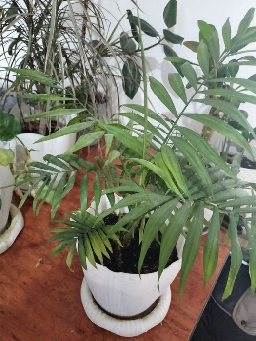 Срочно продам комнатные цветы