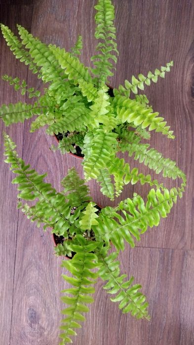 Папоротник нефролепис Блонди