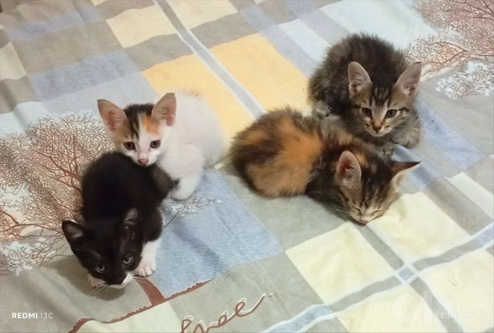 Котята в добрые руки