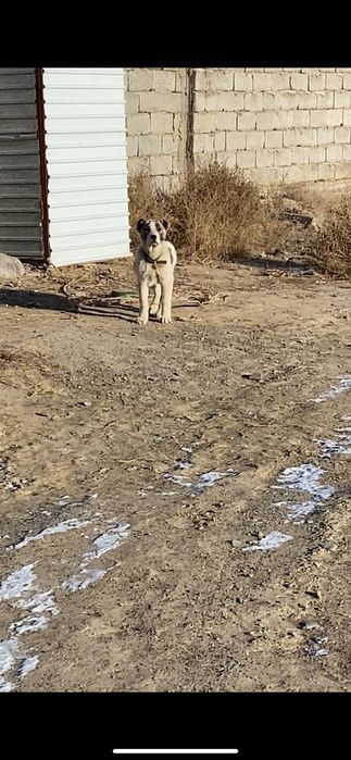 Алабай Күшік сатылады