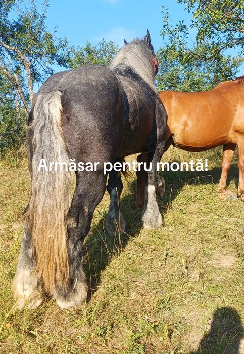 Iapă cu mânză de vânzare