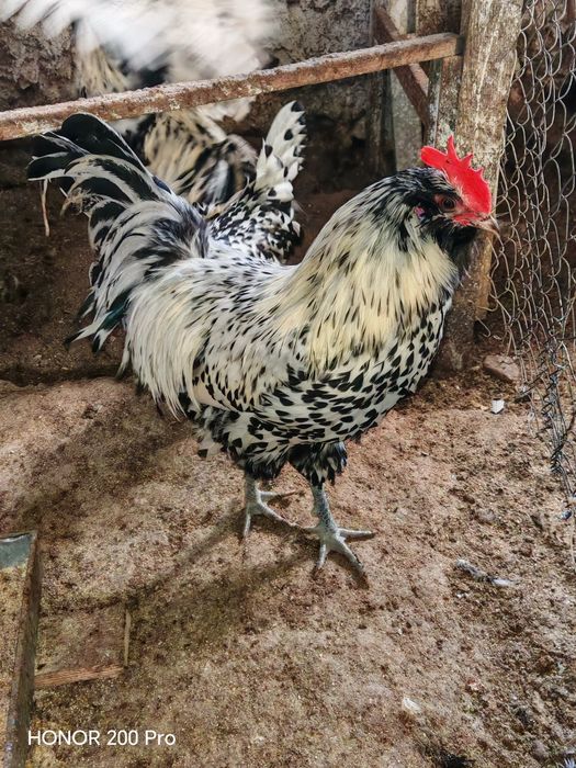 Разплодни яйца от Тюрингийска брадата кокошка