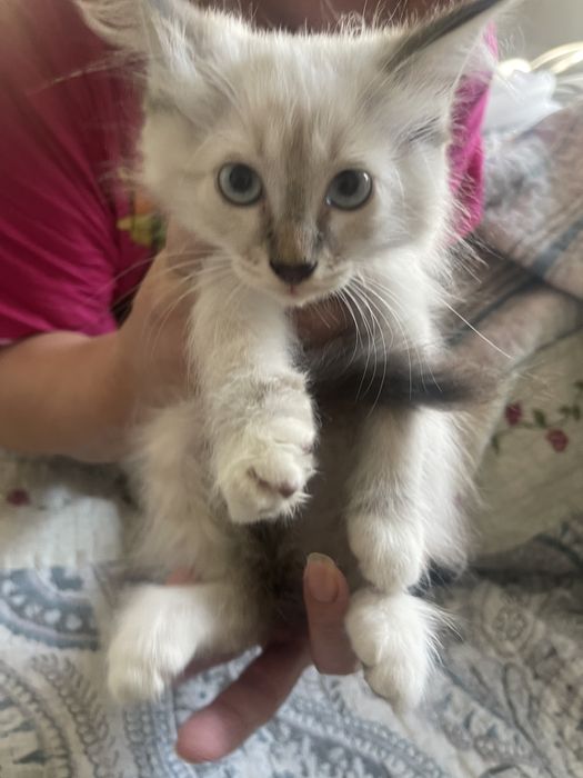 Отдаем котят в добрые руки