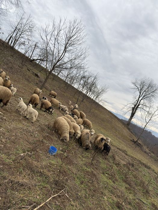 Vǎnd peste 30 de oi cu miei ! Prețul se discuta la fața locului