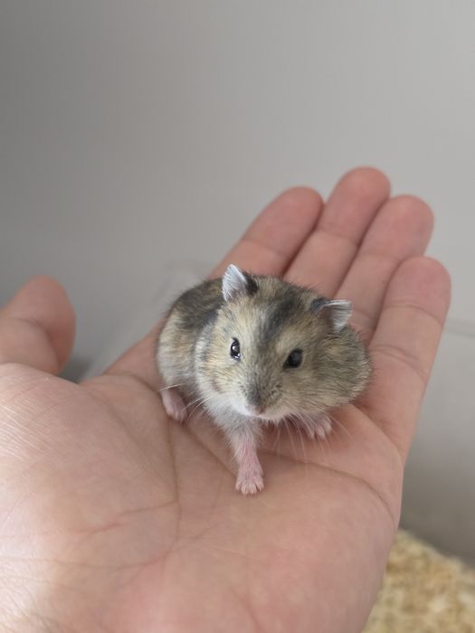 Pui HAMSTERI Siberini