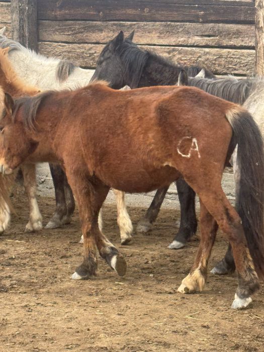 Буаз байталдар сатылады