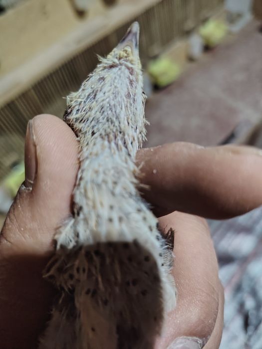 Bedana jo'jalari italiya