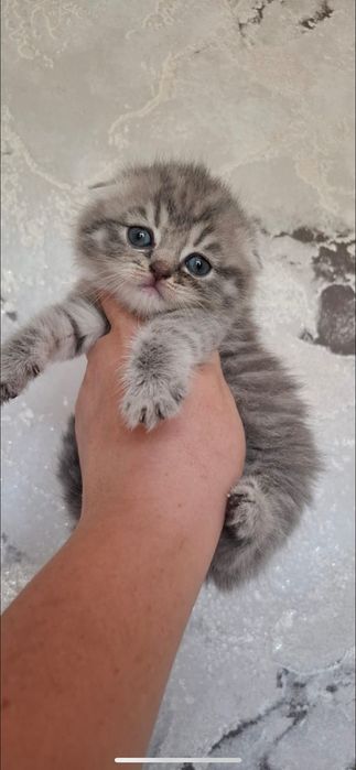 Чистокровные Шотландцы.