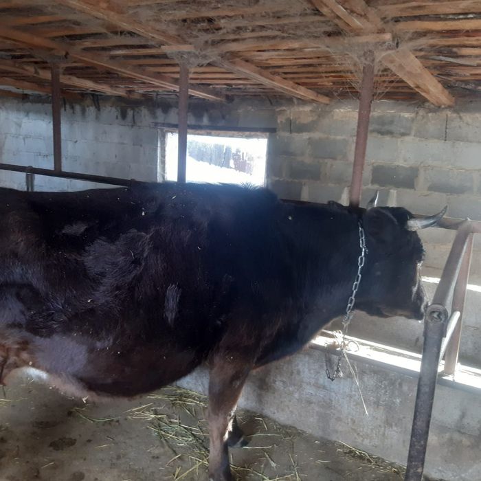 Продам корову...