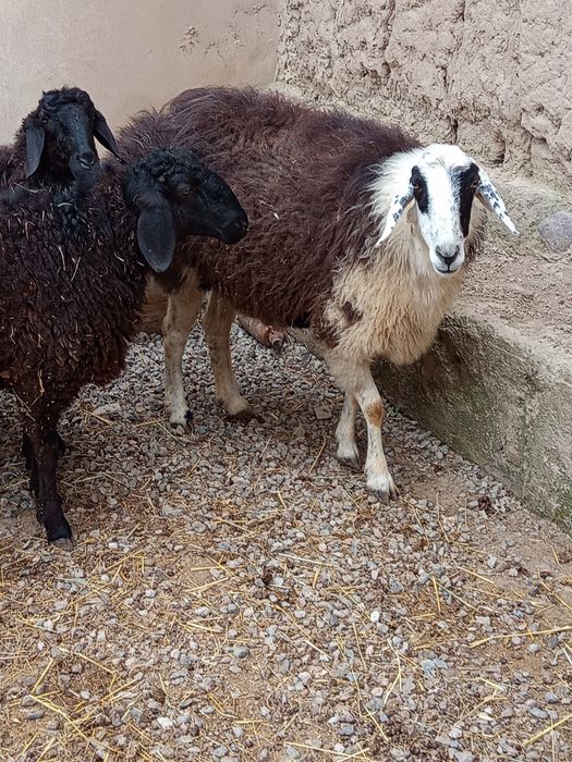 она бу́гоз куйлар сотилади