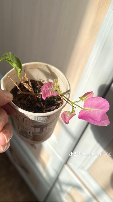 Үй гүлдері сатылады