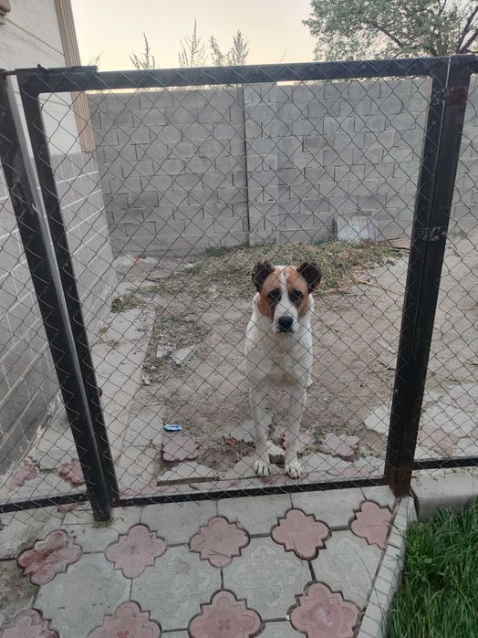 Алабай тобет девочка