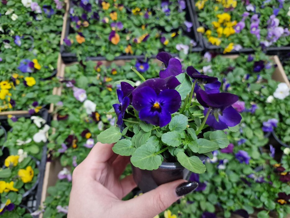 Продавам теменужки