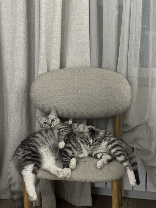 Отдаем котов в хорошие руки