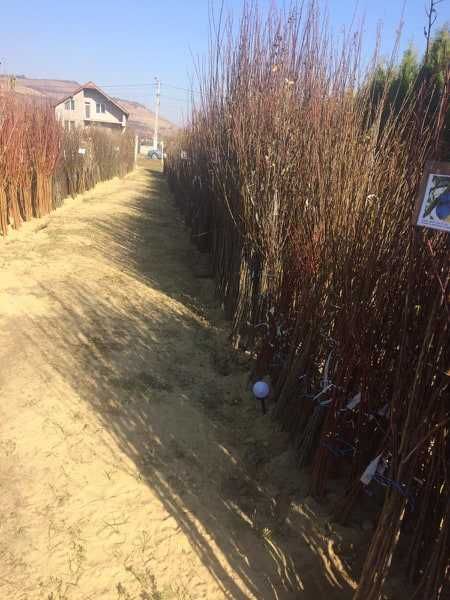 VAND Pomi fructiferi