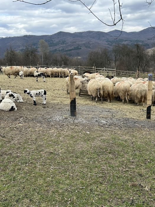 Vand 100 de oi cu miei dupa ele