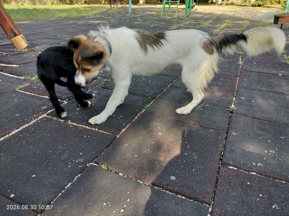 Donez catelusi pentru adoptie - in Cluj-Napoca si zonele limitrofe