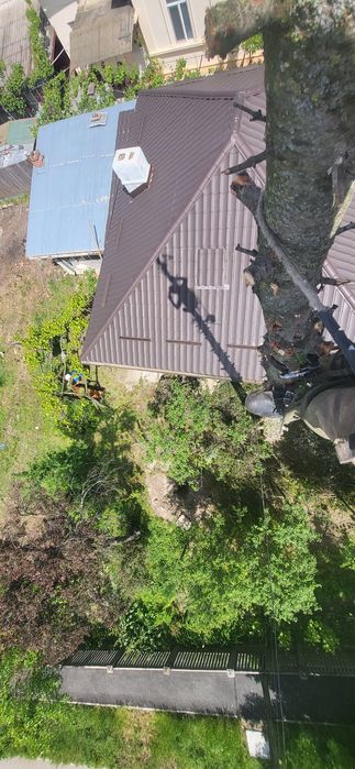 taiere, brazi /plopi /stejari  dificili,  uscat greu accesibili