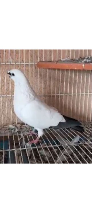 Кептер  жоғалтым  рахметі  бар