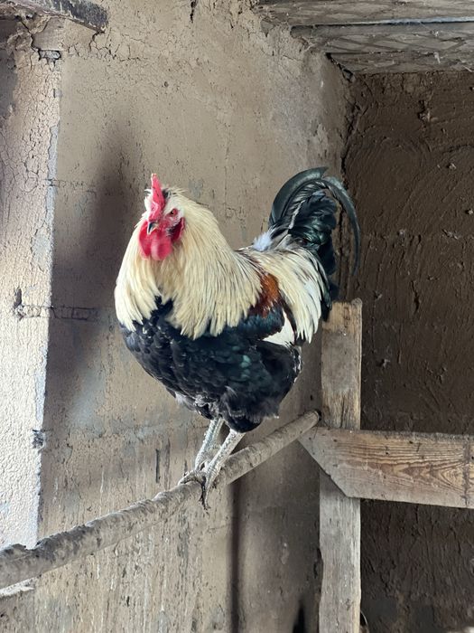 Қораздар  (петухи)