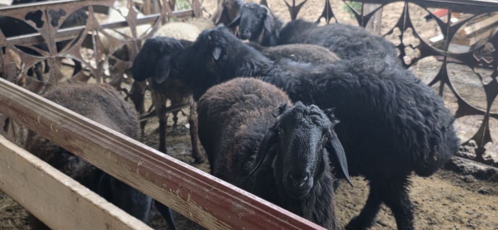 Тиш бузмаган кучкорлар сотилади.