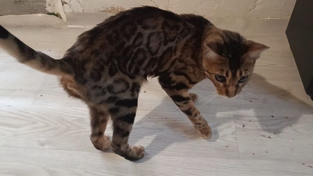 Полубенгалские котята