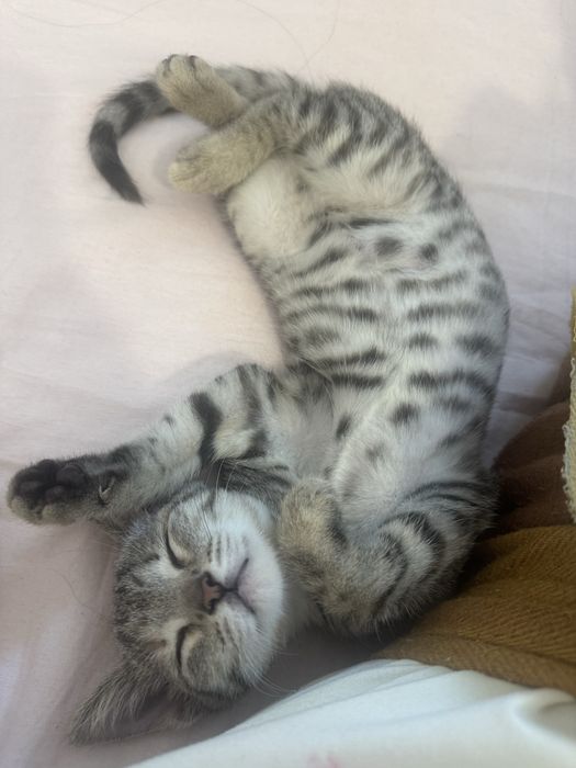 В добрые руки котенок