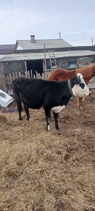 Теленок 14 месячный