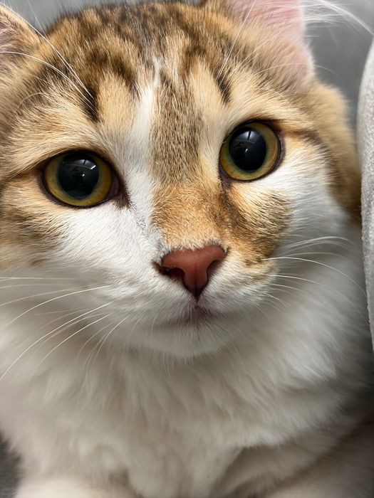 Котенок Астана    .
