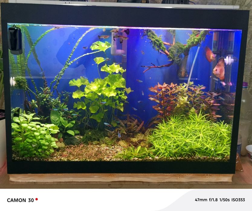 Нимфея тигровая и другие растения