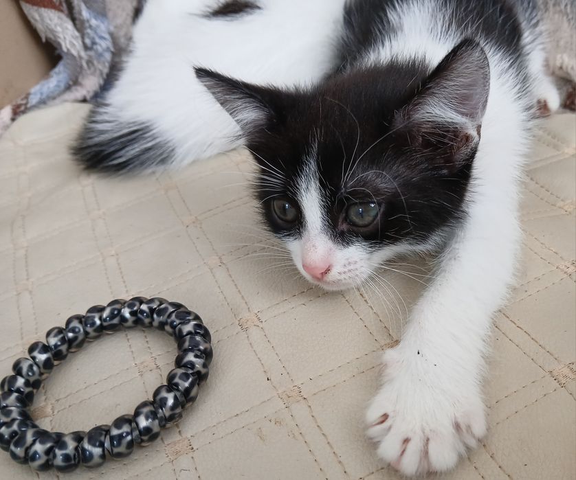 Котята в дар добрым людям