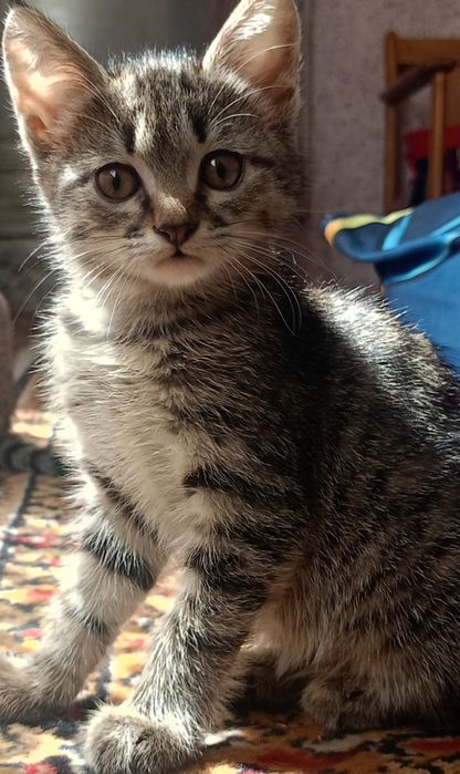 Котëнок бесплатно