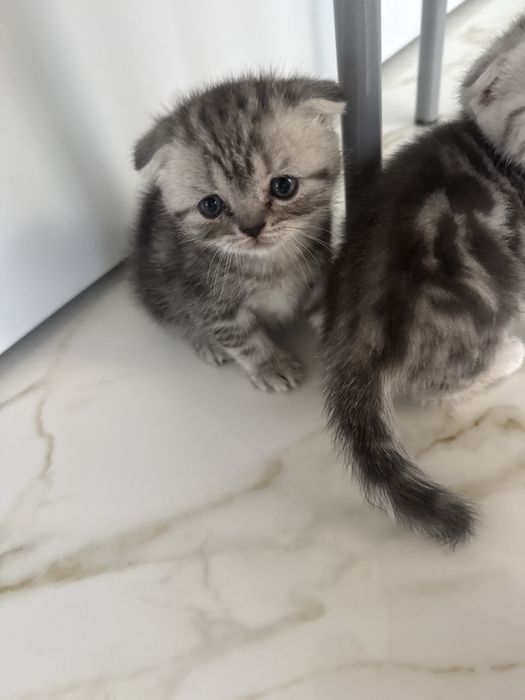 Вислоушки котята