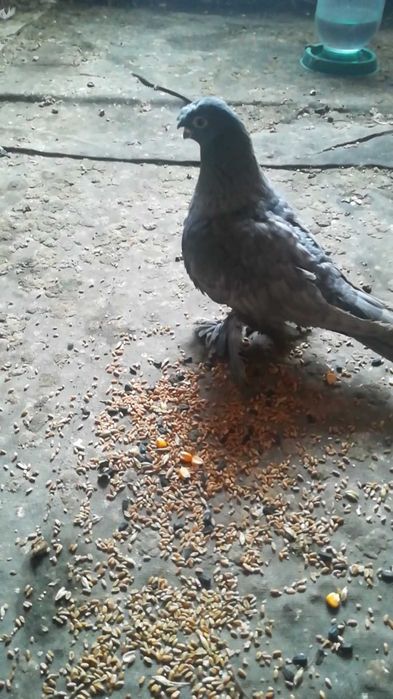 Продам голубей одногнездки