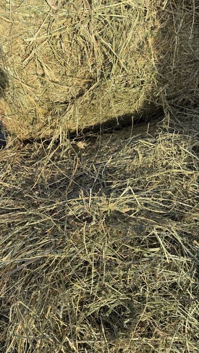 Baloti Lucerna 120x120