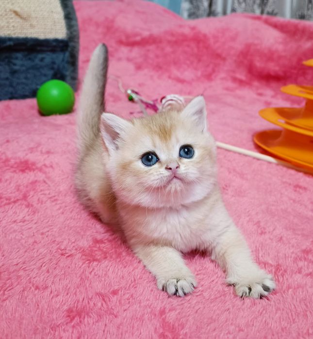 Британская Золотая Шиншилла