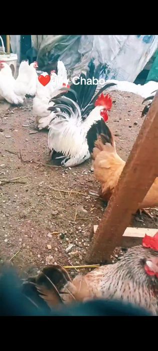 Chabo pui si maturi