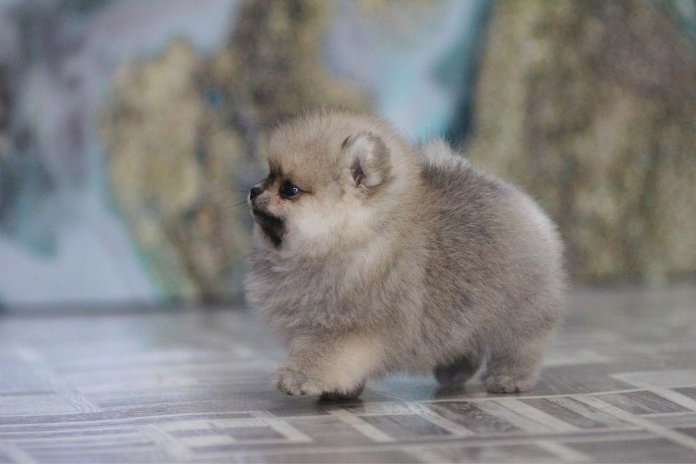 Чудесная девочка померанского шпица