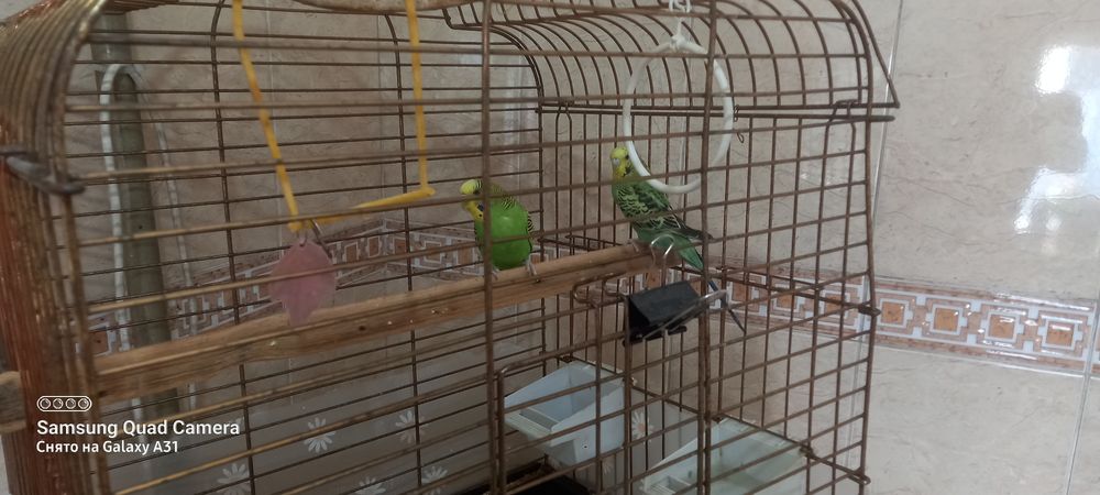Продам Папугайчипов  2 шт пара