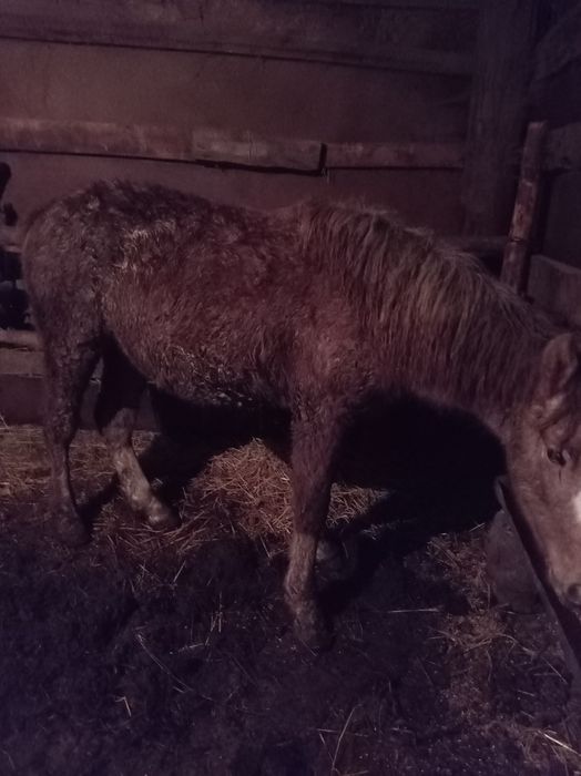 Продам лошадей с откорма